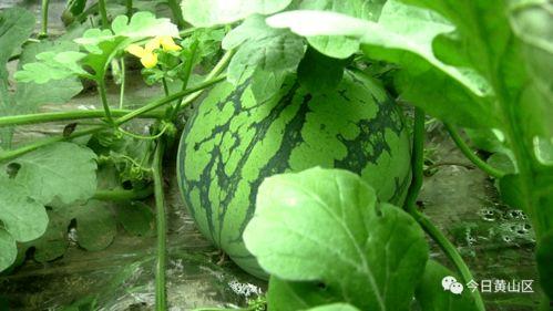 地煞十星吃大瓜,揭秘神秘大瓜背后的惊天秘密  第3张